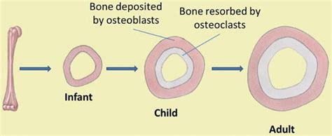 Describe Appositional Bone Growth Using the Differnt Bone Cell Types