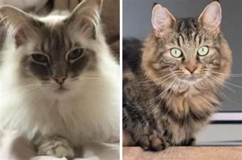 Cats Protection: 11 adorable cats looking for their forever homes in Essex - Essex Live