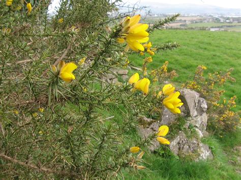 Gorse – Ireland