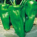 Extra large horn pepper Seeds