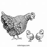 Chicken Coloring Pages  Free Printable Sheets sketch template