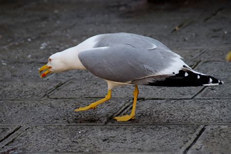 Free Images : wing, animal, seabird, gull, beak, fauna, stalk, birds, vertebrate, water bird ...