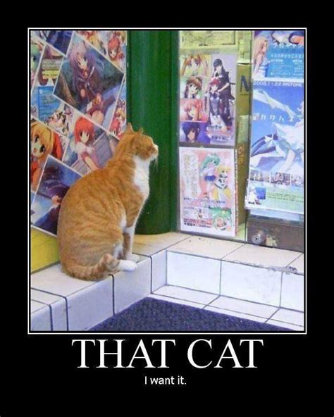 Share more than 67 anime cat memes best - in.coedo.com.vn