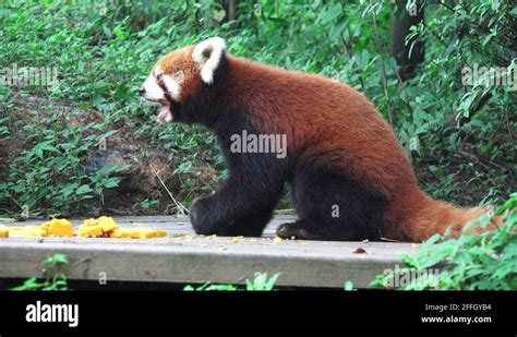 Panda eating fruit Stock Videos & Footage - HD and 4K Video Clips - Alamy