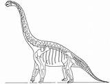 Skeleton brachiosaurus Dinosaurus coloring Page – Artofit sketch template