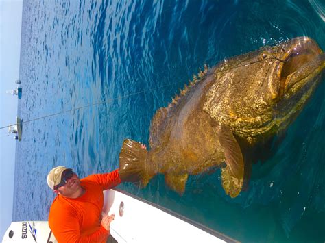 Hutchinson Island Goliath Grouper ft. Chew On This - Cape Coral Fishing Guide: Chew On This Charters