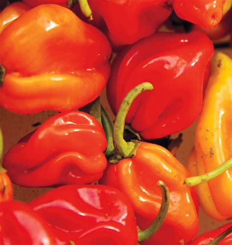 Habanero Pepper Seeds – West Coast Seeds