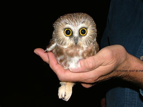 The Elf Owl is the world's lightest owl. These tiny owls are only 12.5 ...