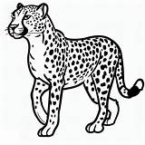 Cheetah Getdrawings Sketch Coloring Page sketch template