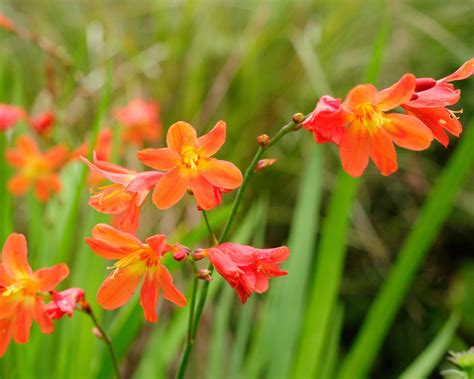 Crocosmia varieties: 16 gorgeous types of montbretia to try | Gardeningetc