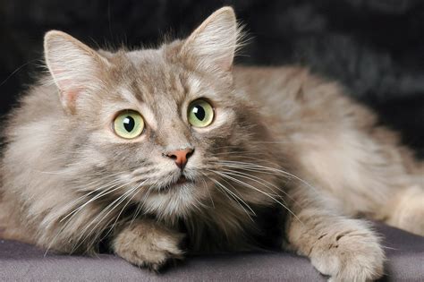 Where to Find Norwegian Forest Cat Kittens for Sale - NorwegianCat.com