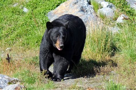 mitcheci photos: Alaska: Black Bears