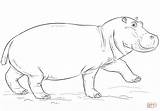 Cute Hippo coloring Page  Free Printable Coloring Pages sketch template