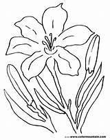 Stargazer Lily Coloring Page At GetColoringscom  Free Printable sketch template