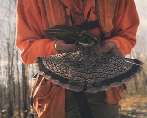 Ruffed Grouse Hunting in Maine: The Season is Here - Project Upland