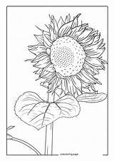 Sunflower Coloring Pages52  Free Printable coloring Pages Cute sketch template