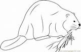 Printable Beaver Coloring Page Sketch sketch template
