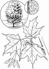 Sugar Maple Tree Coloring Page sketch template