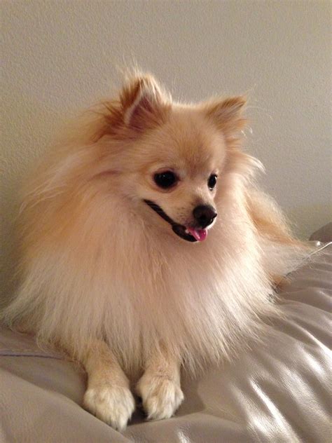 File:My pomeranian dog.jpg - Wikimedia Commons