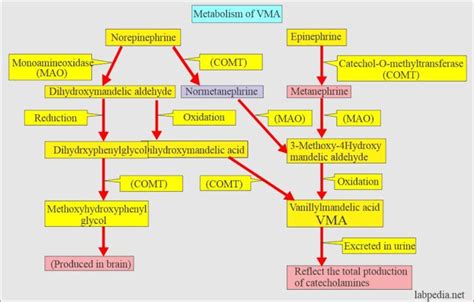 Urine 24 hours for VMA (Vanillylmandelic acid), Catecholamines (24 hours urine), Neuroblastoma ...