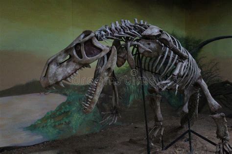 Prestosuchus Chiniquensis Fossil Skeleton Photo Editorial Photography - Image of museu, brazil ...