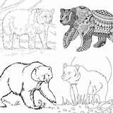 Bear Coloring Iheartcraftythings Cub Sketch Page sketch template