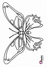 Bubakids Realistic Butterfly Coloring Page  BubaKidscom sketch template