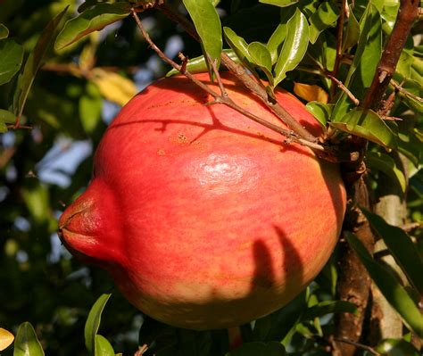 ไฟล์:Pomegranate fruit.jpg - วิกิพีเดีย