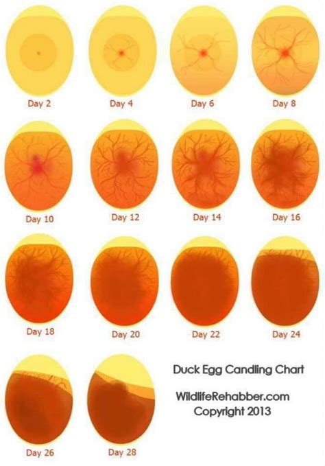 Duck egg candling | Hatching chickens, Egg candling, Chickens backyard