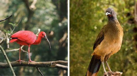 Trinidad and Tobago – National Birds – My Trini Chile