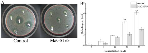 IJMS | Free Full-Text | Identification and Functional Analysis of an ...