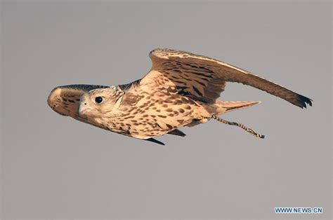 Falcon hunting show held in Kuwait - Xinhua | English.news.cn