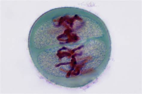 Meiosis Phases Under Microscope