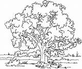 Coloring Pages Trees sketch template