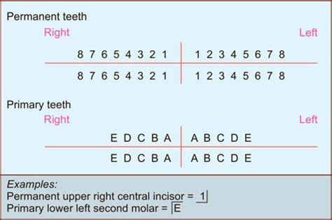 Palmer Notation Numbering System - joyrideidea