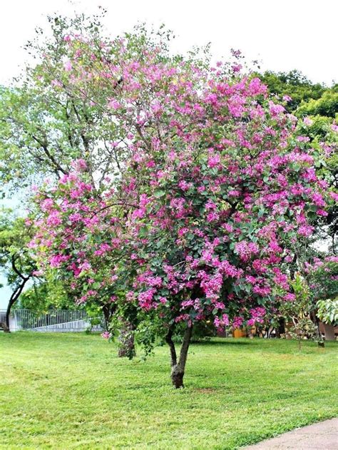 Bauhinia variegata Pink Orchid Tree 5 Seeds Very Fresh | Etsy