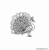 50 Peacock Coloring Pages  ColoringPagesOnlycom sketch template