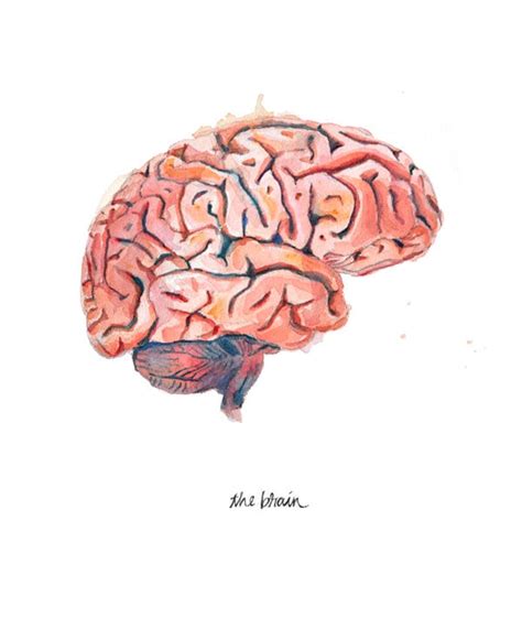 The Human Brain Sagittal View Watercolor Print Anatomical - Etsy