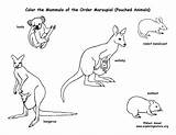 Marsupials Kangaroos Koalas Etc Coloring Page sketch template