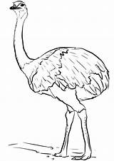 Wild Emu Coloring Page  Free Printable Pages For Kids sketch template