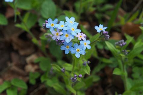 What Is The State Flower Of Alaska? - WorldAtlas