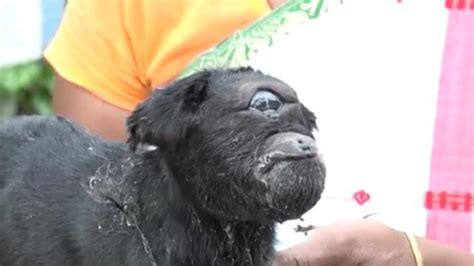 Cyclops goat born with one eye is worshipped by villagers in India | Metro News