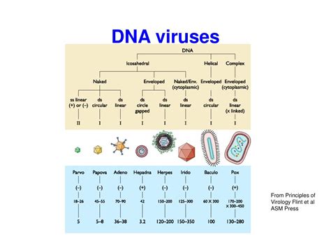 PPT - Virus Structure PowerPoint Presentation, free download - ID:2274590