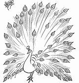 peacocks Colouring Pages Page 2  Peacock coloring sketch template