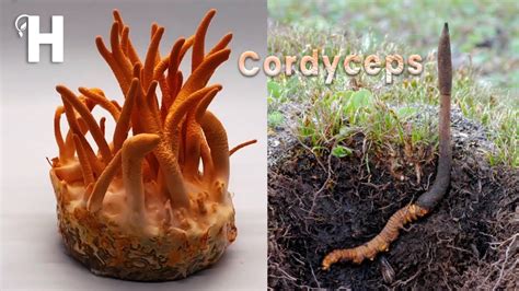 The World's Most Expensive Fungus - Cordyceps - Awesome Cordyceps Militaris Cultivation | Happy ...