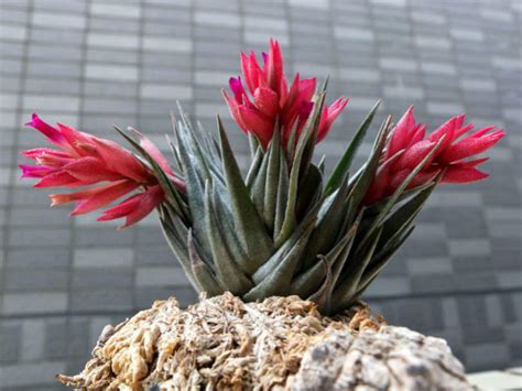 Tillandsia kautskyi (Air Plant) - World of Flowering Plants