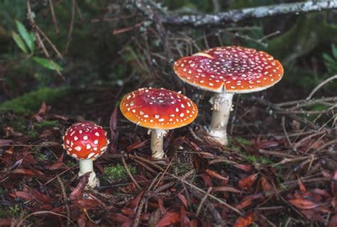 decomposer – Liberal Dictionary