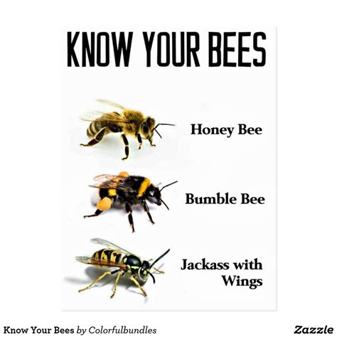 Know Your Bees Postcard | Zazzle | Funny spongebob memes, Funny animal ...