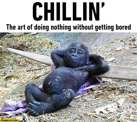 Chillin’ the art of doing nothing without getting bored | StareCat.com