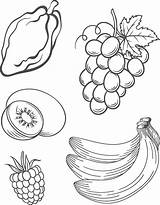 Fruit coloring pages Set Of Sheets Digital  Etsy sketch template